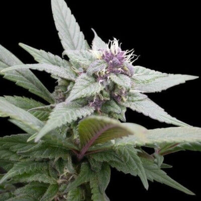 Royal Bluematic - Alchimia