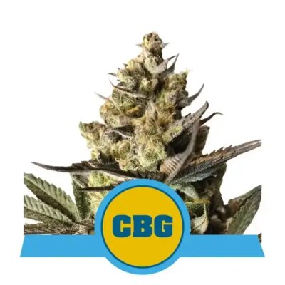 Royal CBG Auto - Alchimia