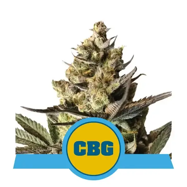 Royal CBG Auto - Alchimia