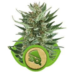 Royal Cheese Auto - Alchimia