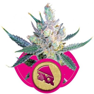 Royal Cheese Fast Flowering - Alchimia