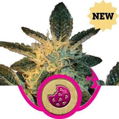 Royal Cookies - Alchimia