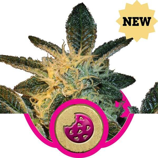 Royal Cookies - Alchimia