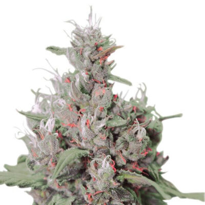 Royal Creamatic - Alchimia