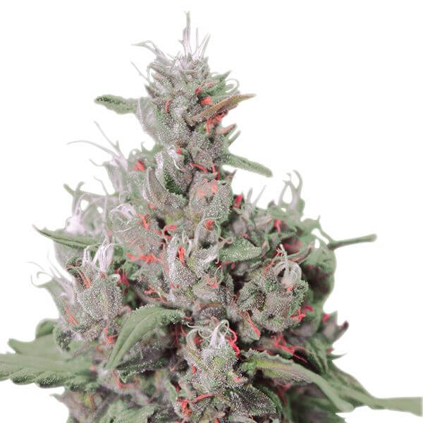 Royal Creamatic - Alchimia