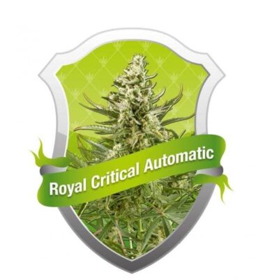 Royal Critical Auto - Alchimia
