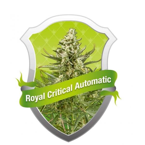 Royal Critical Auto - Alchimia