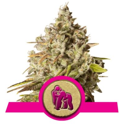 Royal Gorilla - Alchimia
