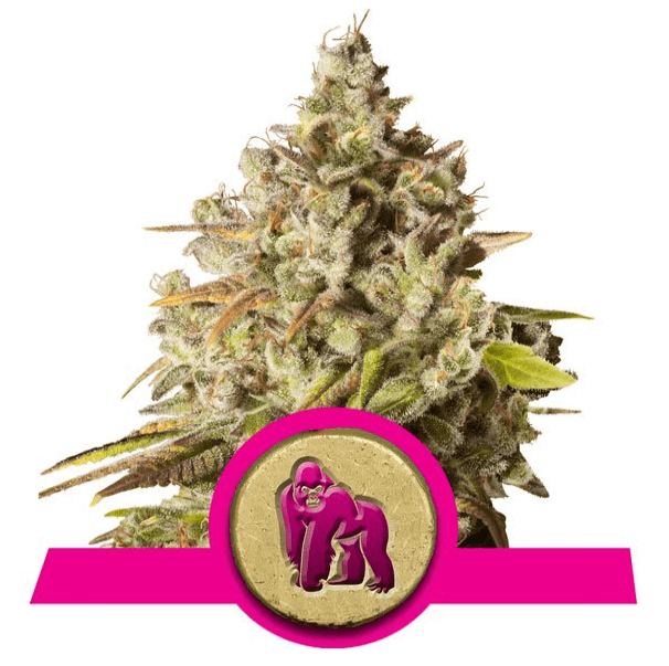 Royal Gorilla - Alchimia