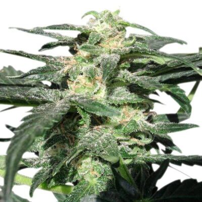 Royal Haze Auto - Alchimia