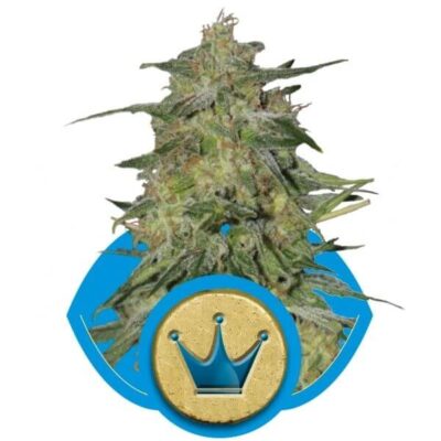 Royal Highness - Alchimia