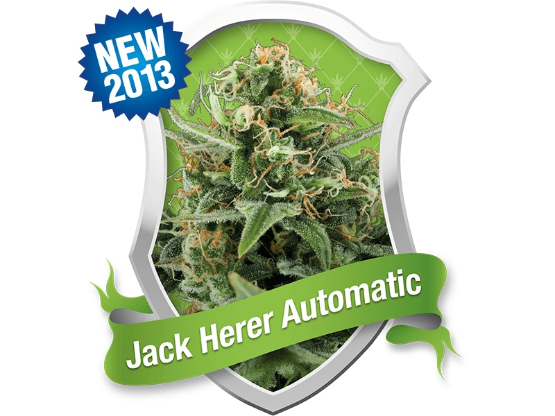 Royal Jack / Jack Herer Auto - Alchimia