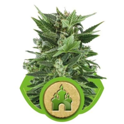 Royal Kush Auto - Alchimia
