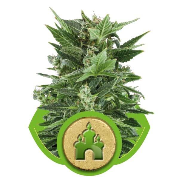 Royal Kush Auto - Alchimia