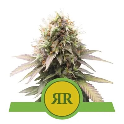 Royal Runtz Automatic - Alchimia