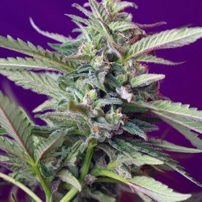S.A.D. Auto Sweet Afghani Delicious - Alchimia