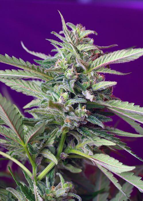 S.A.D. Auto Sweet Afghani Delicious - Alchimia
