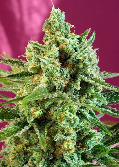 S.A.D. CBD - Alchimia