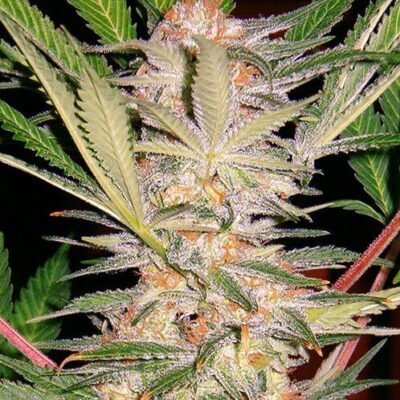 SAD Sweet Afgani Delicious S1 - Alchimia
