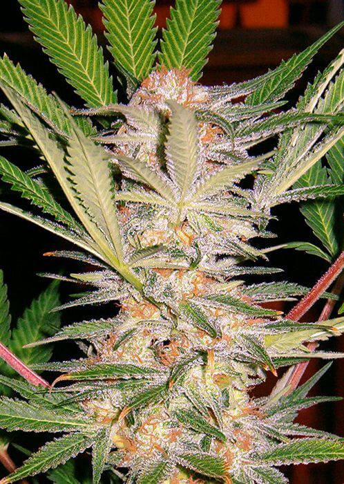 SAD Sweet Afgani Delicious S1 - Alchimia