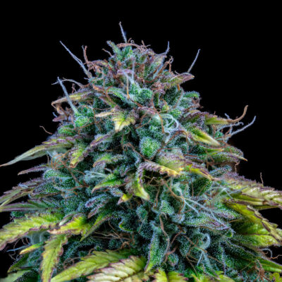 Samsquanch OG Auto - Alchimia