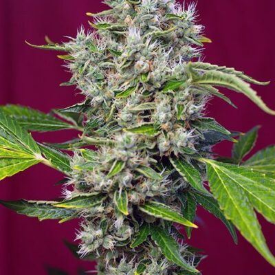 San Fernando Lemon Kush - Alchimia