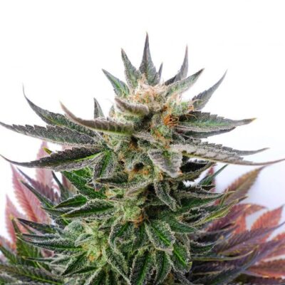 Sativa Dream aka LOL - Alchimia