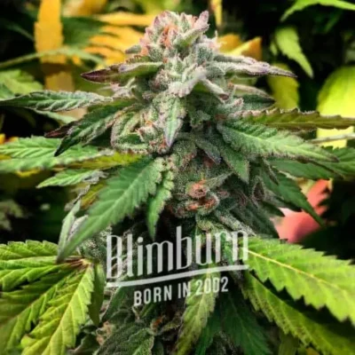 Scott OG - Alchimia