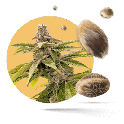 Sensi Amnesia Samen - Feminisiert - Sensi Seeds