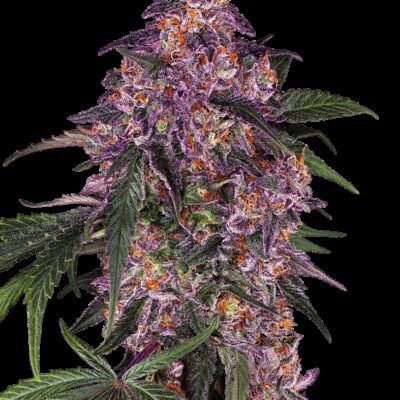 Sensi Purple Kush - Alchimia