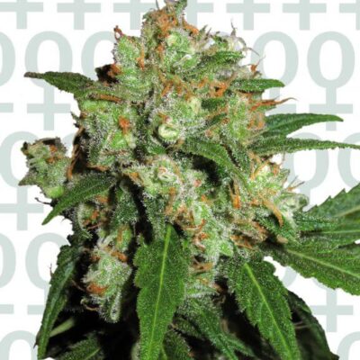 Sensi Skunk - Alchimia