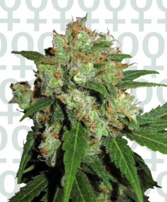 Sensi Skunk - Alchimia