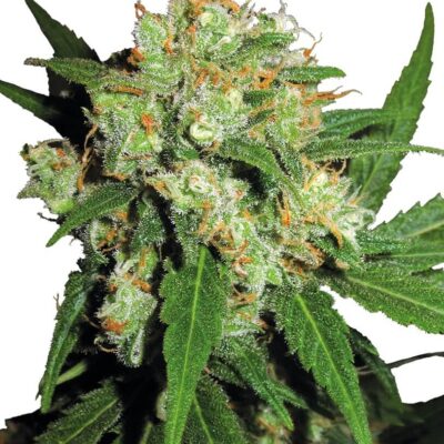 Sensi Skunk - Regular - Alchimia