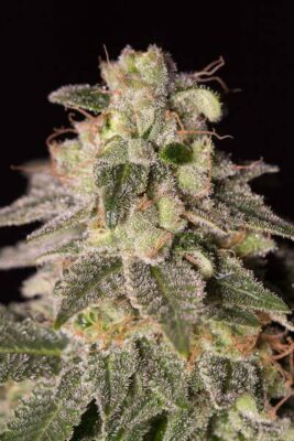 Shark Shock CBD - Alchimia