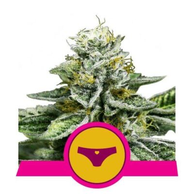 Sherbet Queen - Alchimia