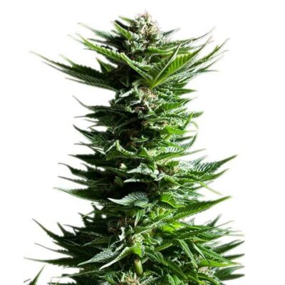 Shining Silver Haze - Alchimia