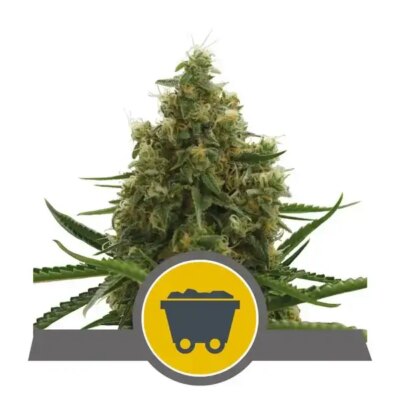 Shining Silver Haze - Regular - Alchimia