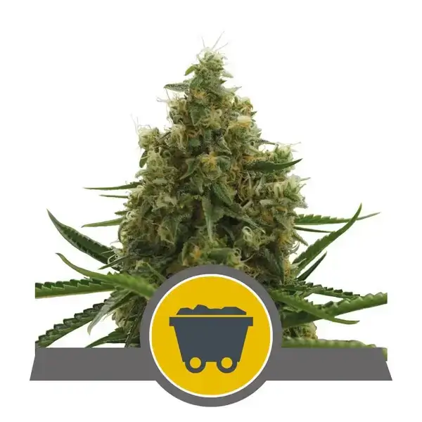 Shining Silver Haze - Regular - Alchimia