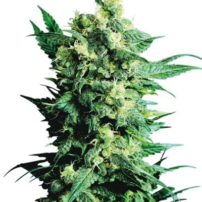 Shiva Shanti II - Regular - Alchimia