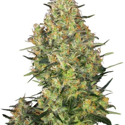 Shiva Skunk - Alchimia