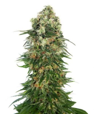 Shiva Skunk Auto - Alchimia