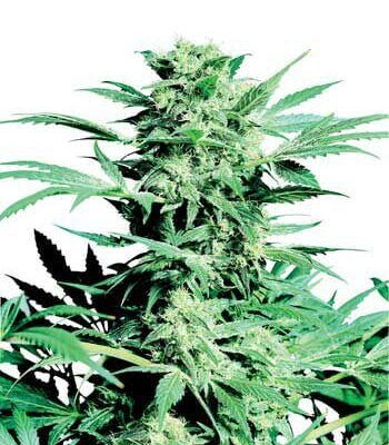 Shiva Skunk - Regular - Alchimia