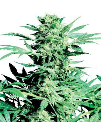Shiva Skunk - Regular - Alchimia