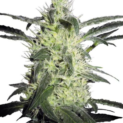 Silver Haze - Alchimia