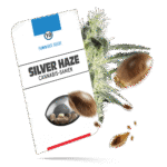 Silver Haze Samen - Feminisiert