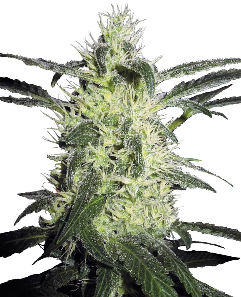 Silver Haze - Regular - Alchimia