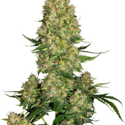 Skunk 1 Auto - Alchimia