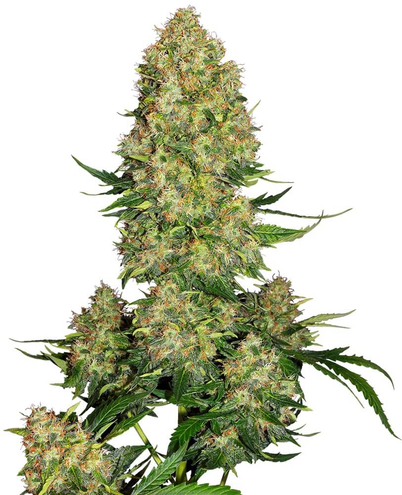 Skunk 1 Auto - Alchimia