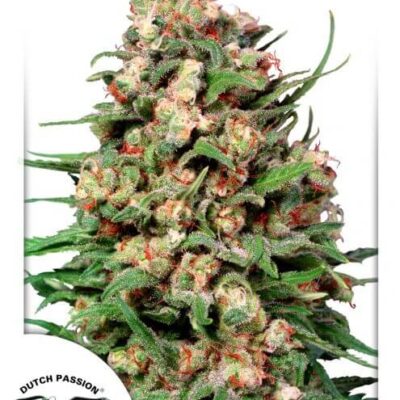 Skunk 1 - Regular - Alchimia