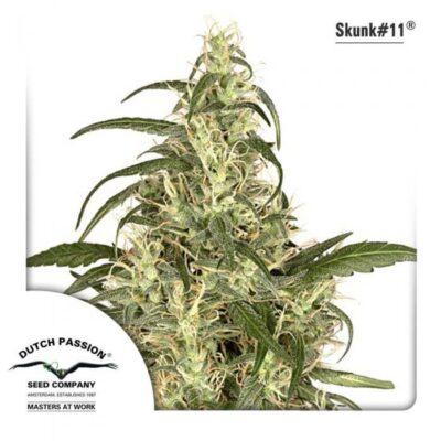 Skunk 11 - Alchimia